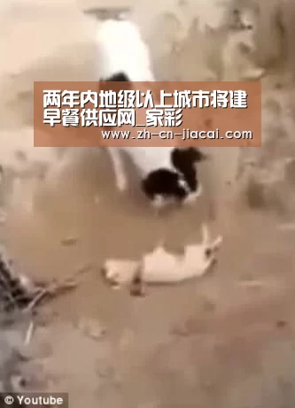 两年内地级以上城市将建早餐供应网_家彩(图2) 家彩